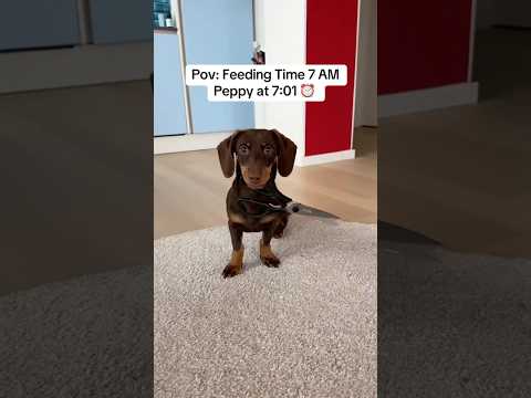 A Glittery Father’s Day Surprise ✨ | Peppa Pig Full Episodes