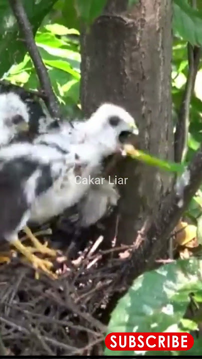 Extreme Feeding Baby Seahawk #falcon #peregrinefalcon #seahawks #eagle