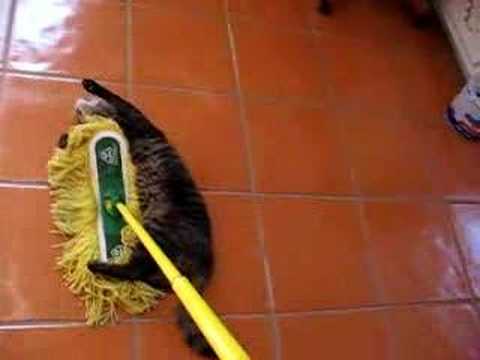 Floor Sweeping Cat Youtube