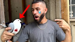 My PIGEONS Got ATTACKED?!