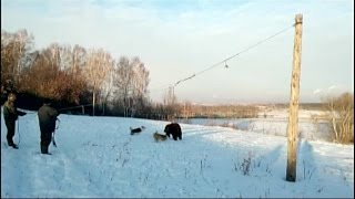 Красноярцев возмутило видео притравки собак на медведя Красноярцев возмутило видео притравки собак на медведя