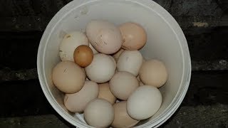 Folluktan Yumurta Toplama - Nesting box Chicken Egg Collection