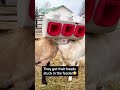 #funny #youtube #cat #youtubeshorts #pets #funnyanimals #lifeisbutadream #animals