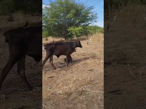 A vaca que correu atrás da mulher de Antônio relino!