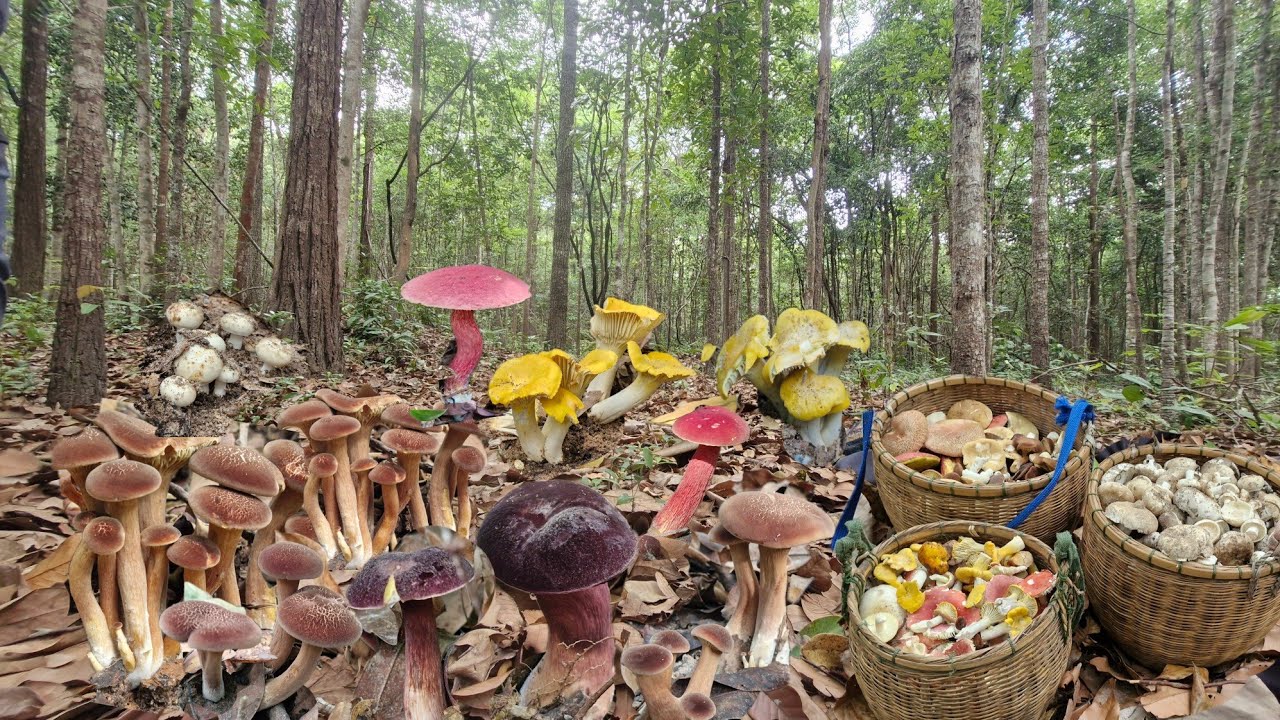 วันนี้เปลี่ยนหมายขึ้นเขาสุดยอดความหมานอีกแล้วครับเจอสารพัดเห็ดหลากหลายชนิดล้นสามตะกร้า 9/พค/68