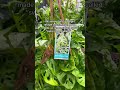 Swiss Cheese Plants Are Real?! 😭 🧀🪴 #loveanddeepspace #rafayel