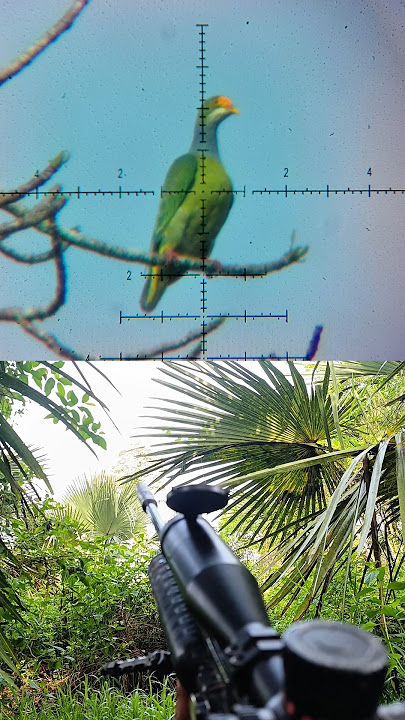 walik bird on a dry tree #hunting