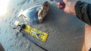 33' California Halibut Shore Fishing(Bolsa Chica,CA)