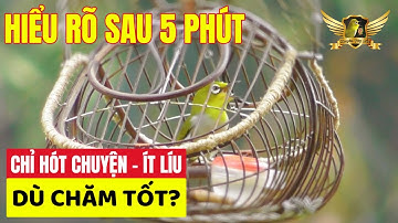 Chim Chỉ Chuyện Không Líu - Chim Ít Líu - Nguyên Nhân Dễ Hiểu Trong 5Phút  Và Giúp Chim Líu Tốt |KTB