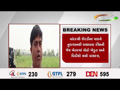 લખીમપુરમાં પાક બચાવવા ખેડૂતોઍ અપનાવી અજીબ યુક્તિ,