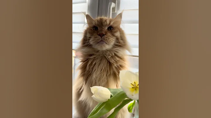 Watch the video about Marcin&rsquo;s Maine Coon Monday🐈❤️ #cat #mainecoon #shortvideo #cute #animals #pets #viralvideo #shorts
