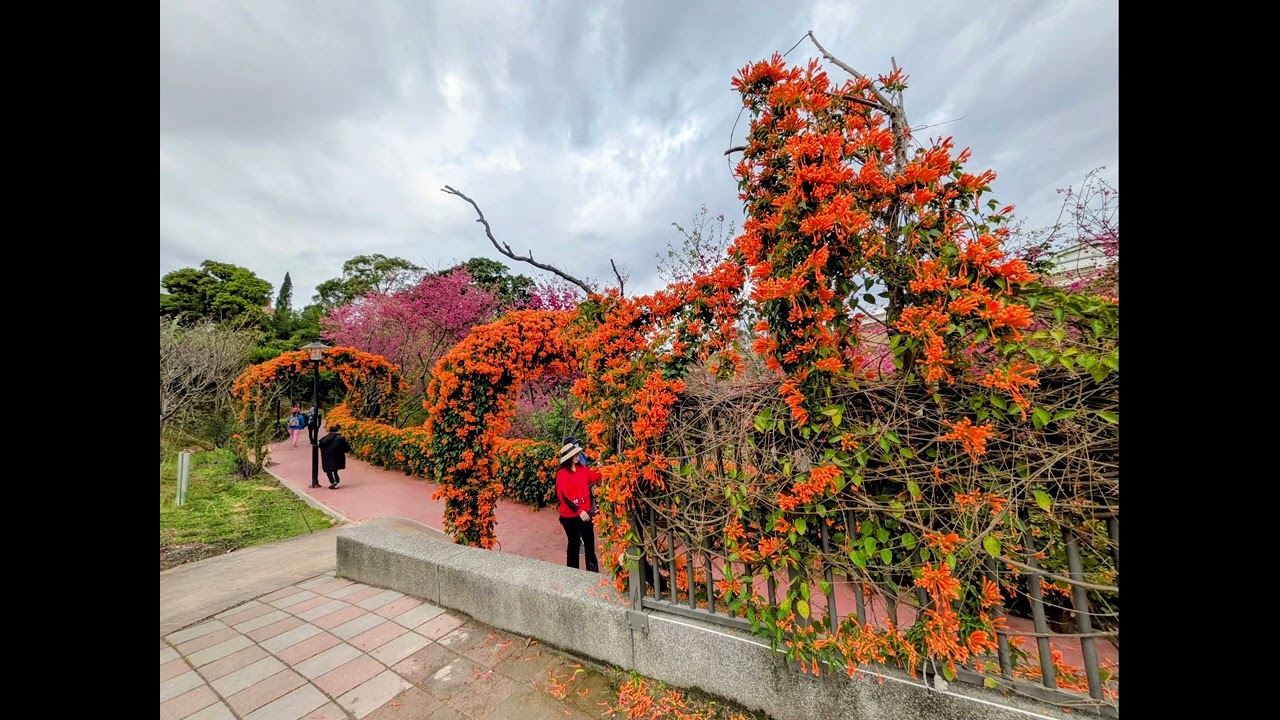 新北賞花景點 鶯歌永吉公園