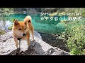 【神秘的な色彩】美しい湖へ！柴犬ナラと朝イチの森の散策｜グラッシー・レイクス｜4K