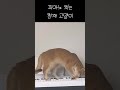 고양이별로 간 날라를 위한 세레나데 #cat #고양이 #cute #피아노