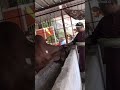 Gaumata 🙏🏻