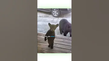 أفضل دوبلاج للحيوانات 2 دبلجة مضحكة ضحك اكسبلور السعودية My Kingo كوميديا دوبلاج Funny 