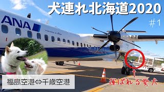 【犬連れ北海道旅行2020 ①】飛行機とレンタカーで行く北海道旅！！まさかの小型機❗️❓飛行機の預け方や犬OKレンタカー情報も