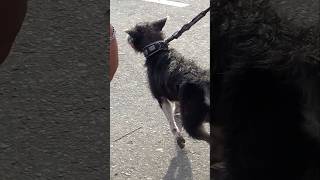 Download Lagu Bulu tebal anjing pemburu MP3 Download Lagu Bulu tebal anjing pemburu MP3