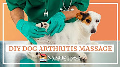 Easy DIY Dog Arthritis Massage at Home - Marc Smith DVM