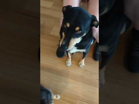 【オーストラリア】Kelpie trying blueberry | ブルーベリーを試す犬