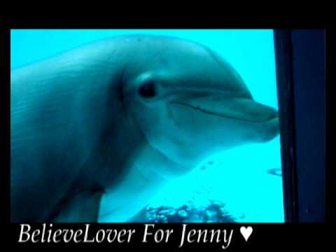 Jenny - The Beauty Of A Dolphin
