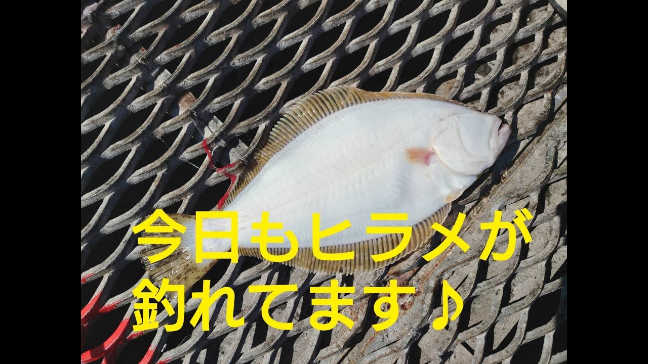 2 11 とっとパーク小島 ノマセでヒラメ サビキでアジやイワシ 他にも色々釣れています フィッシングマックス和歌山インター店 Youtube