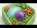 Functions of the parts of the cell [Biology]
