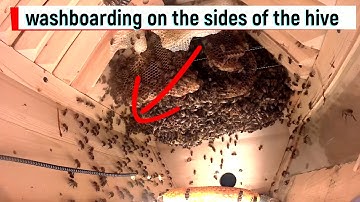 12 Days inside a beehive