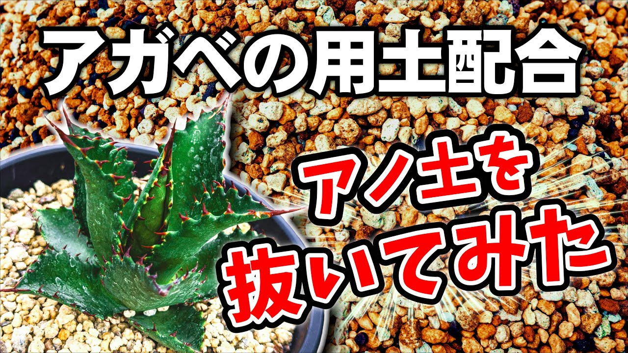 【アガベ】土，用土の配合はコレで決まり！！ボクのオススメ配合2025年版を教えます♪