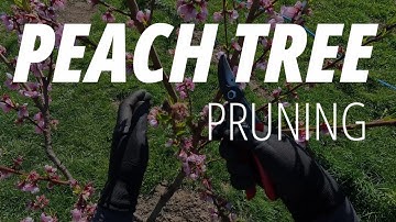 How to Prune Peach Trees in Spring for More Fruit (+ Bonus Experiment)