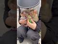 Monkeys baby so cute😋