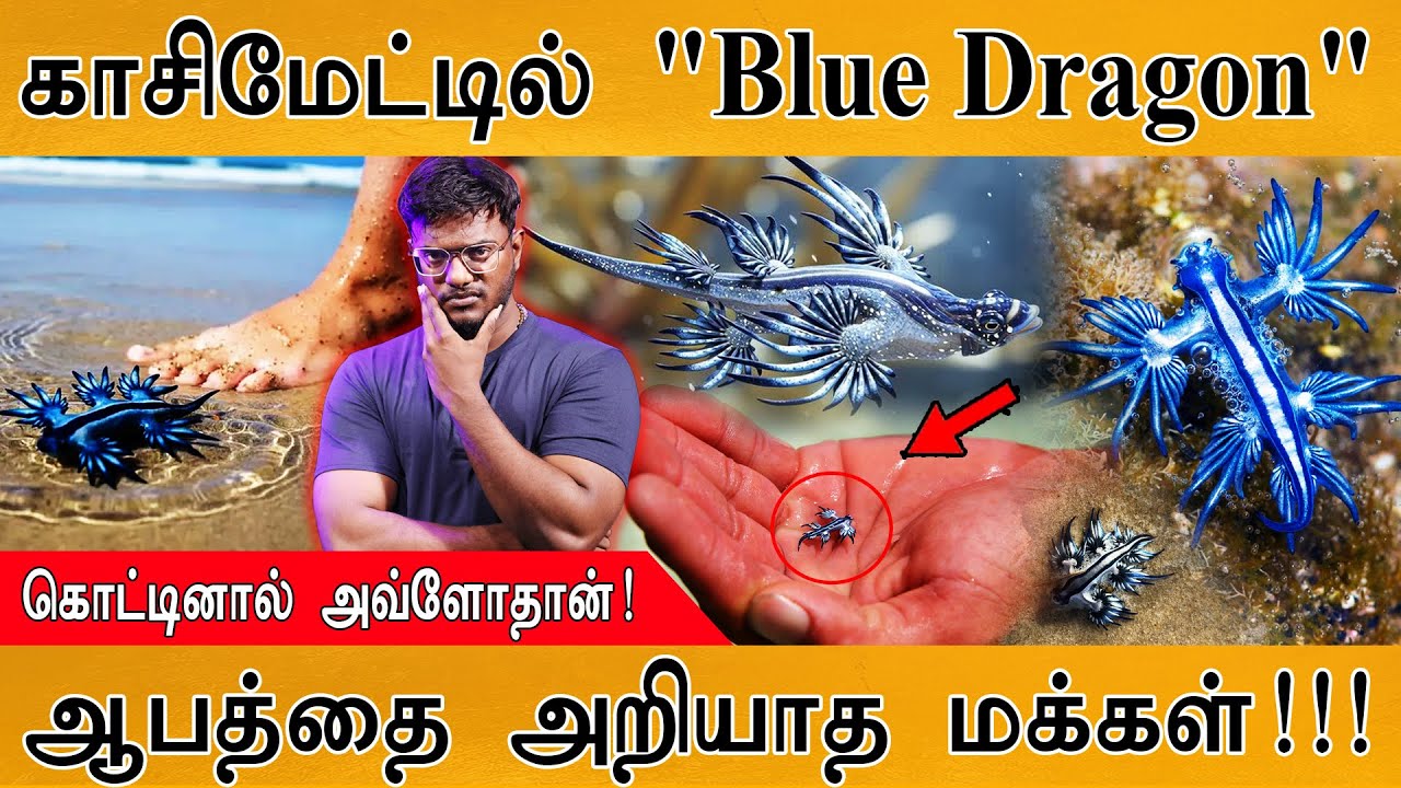 காசிமேட்டில் கிடந்த Blue Dragon | கடித்தால் அவ்ளோதான் | ஆபத்தை அறியாமல் தொட்டுப் பார்க்கும் மக்கள் |