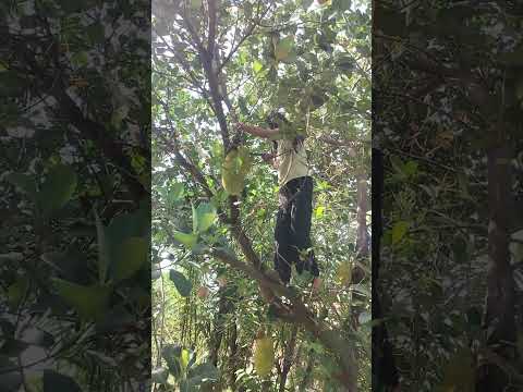 Masti of jackfruit tree # main pahadon mein thumka pahadi # kumauni dance # pahadan Uttrakhand