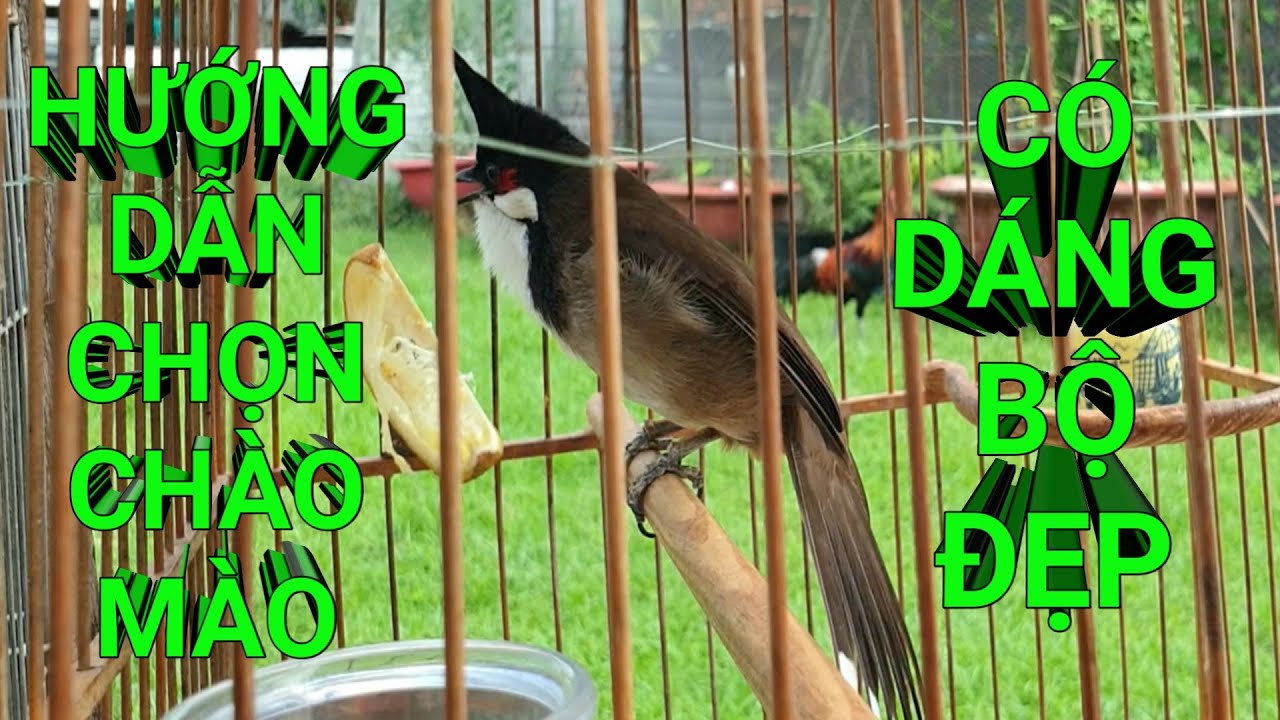 Hướng dẫn chọn chào mào dáng bộ đẹp. Cách tuyển chào mào bộ đẹp#1. tiêu chuẩn chọn. Chào mào Cây Sộp