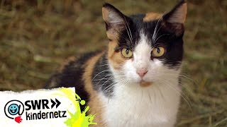 Die faszinierenden Sinne der Katzen | OLI's Wilde Welt | SWR Kindernetz