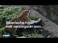 Siberische tijger valt verzorgster aan - RTL NIEUWS