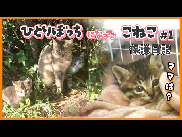 最終値下げ タカラ ネコ生んじゃった かわいい子ネコづくりの素 攻略本 帯 最終値下げ タカラ ネコ生んじゃった かわいい子ネコづくりの素