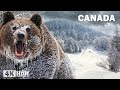 FROZEN CANADA | Extreme Survival at -40°C in the Most Brutal Cold | Nature Animal Documentary
