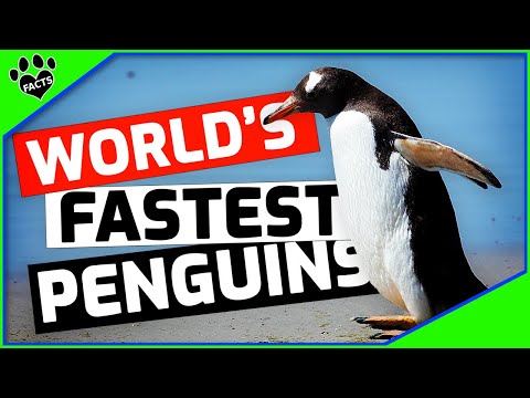 Top 10 Astonishing Gentoo Penguin Facts You Don&rsquo;t Want to Miss