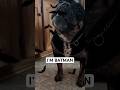 I’M BATMAN 🦇 #funnydog #batman #bulldog