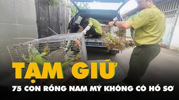 Tạm giữ 75 con rồng Nam Mỹ không có hồ sơ hợp pháp nuôi nhốt ở Nhà Bè