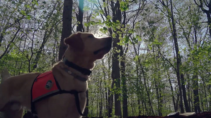 The Sniff That Saves