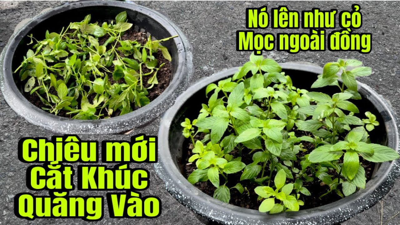 Rau Trồng Theo Chiêu Mới Này Cắt Khúc Quăng Vào Đất , Chúng Mọc Lên Như Cỏ Ngoài Đồng 
