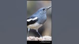 Audio panggilan kacer betina ampuh atasi kacer mogok bunyi