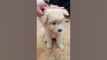 Chợ chó Cán Cấu 29/3/2025 nhiều cún đẹp!