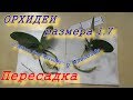 Пересадка малышей фаленопсиса из мха, в размере 1.7 Mituo Sun and Anaconda