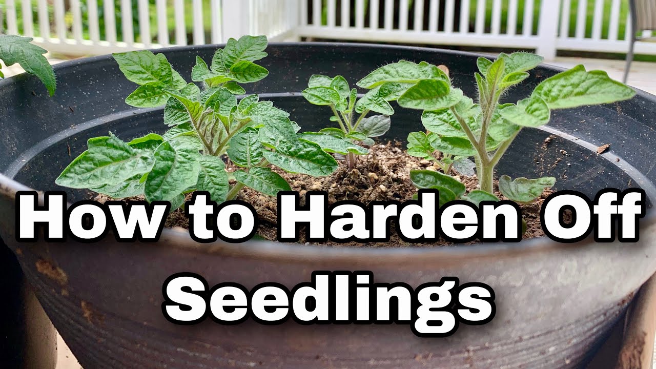 How to Harden Off Plants - Acclimating Indoor Sown Seedlings Outdoors