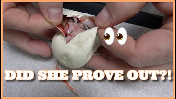 Lighting Pied Egg Cutting Hope She Proves Out! #83