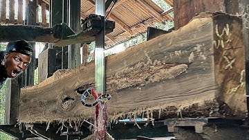 unexpected surprise while sawing hollow teak logs at the sawmill