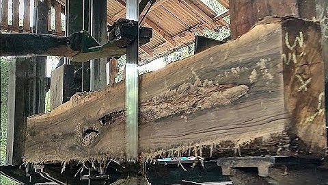 unexpected surprise while sawing hollow teak logs at the sawmill